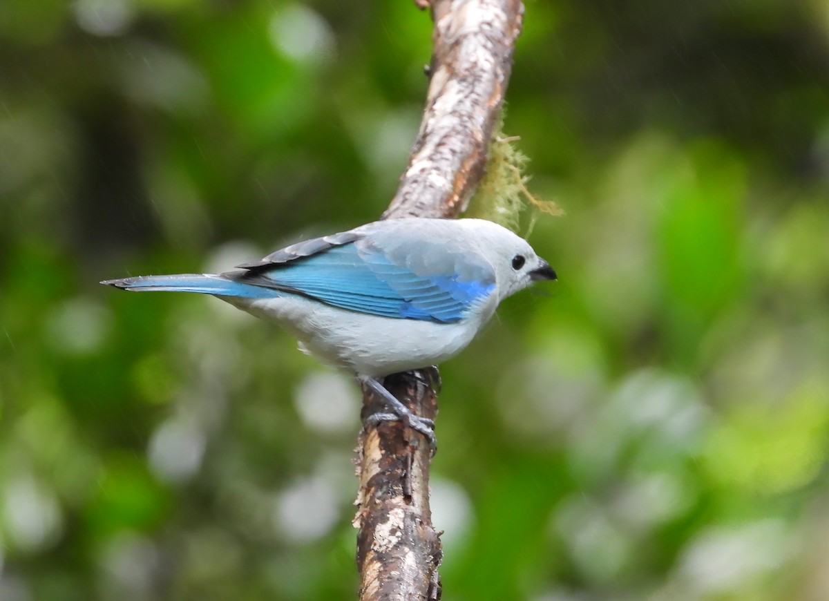 Blue-gray Tanager - ML624052860