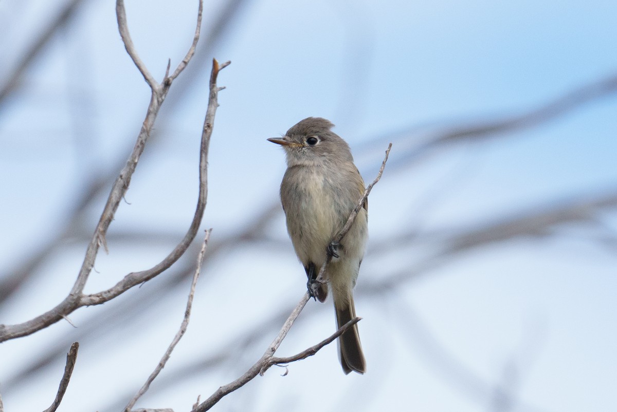 Dusky Flycatcher - Linda Chittum