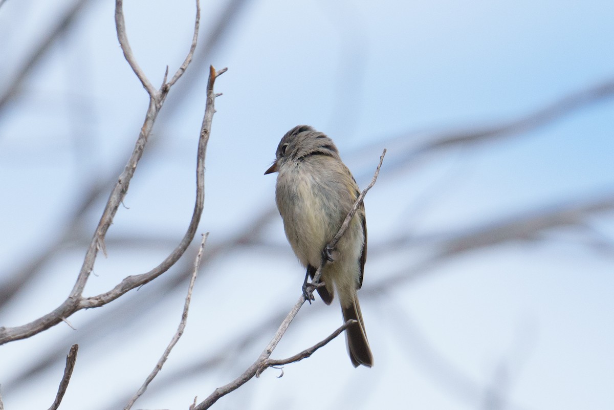 Dusky Flycatcher - ML624052871