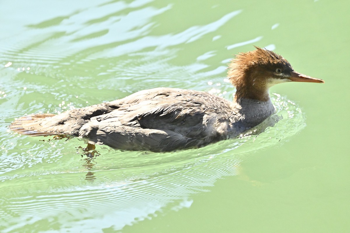 Common Merganser - ML624052876