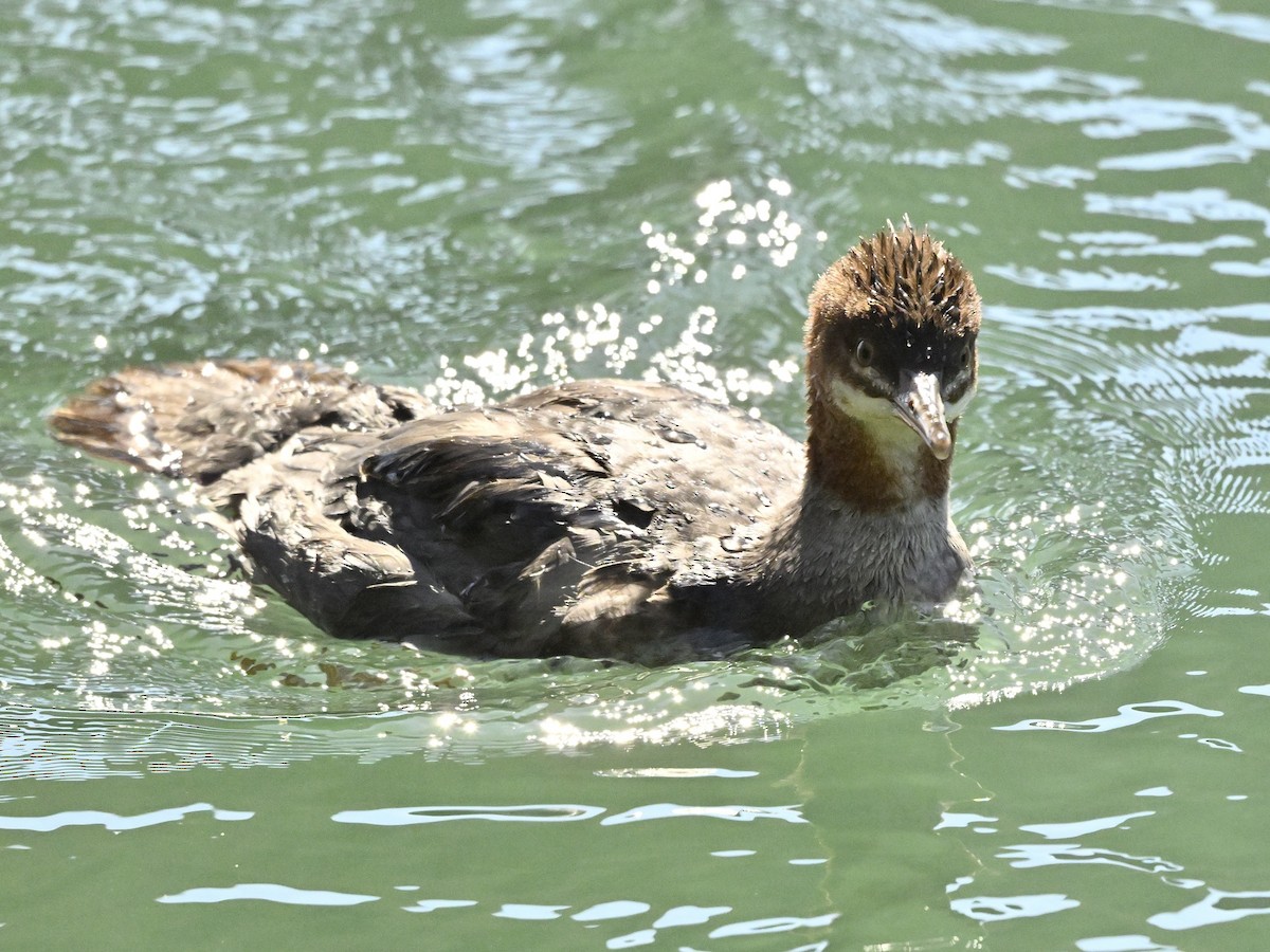 Common Merganser - ML624052877