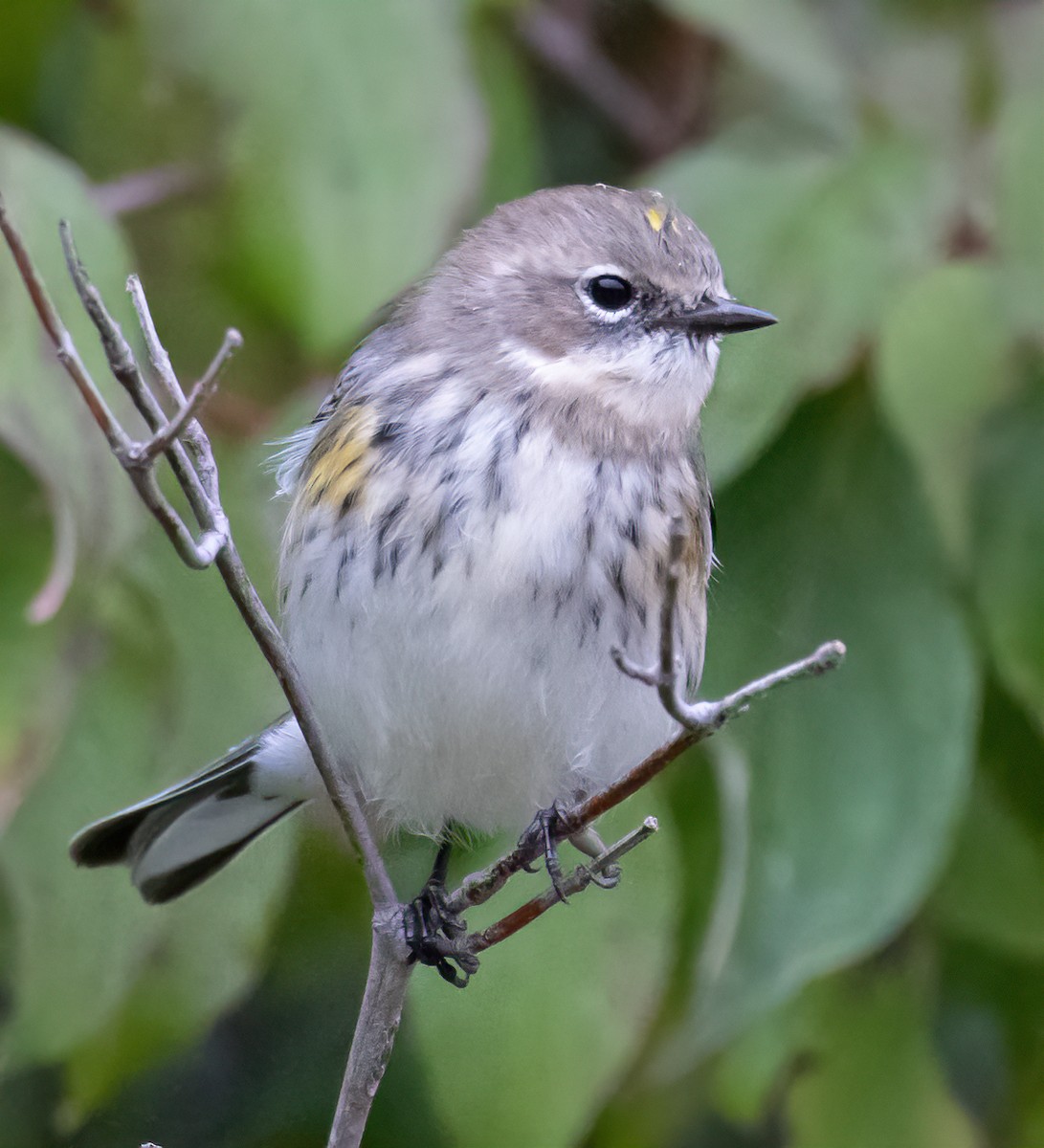 Yellow-rumped Warbler (Myrtle) - ML624052888