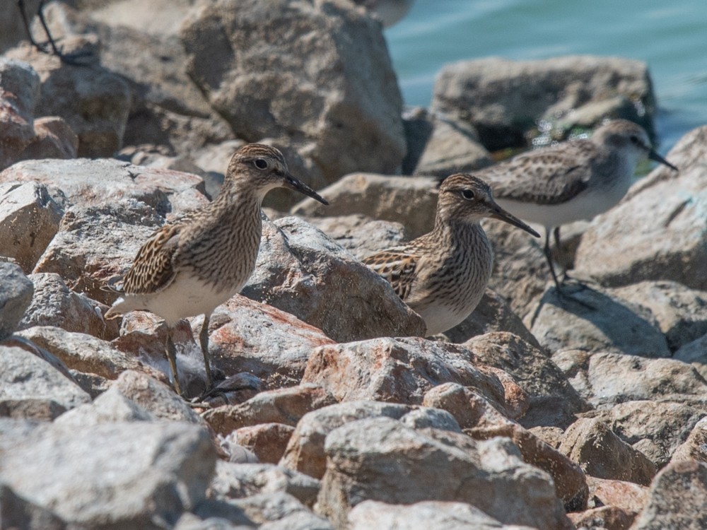 アメリカウズラシギ - ML624052893