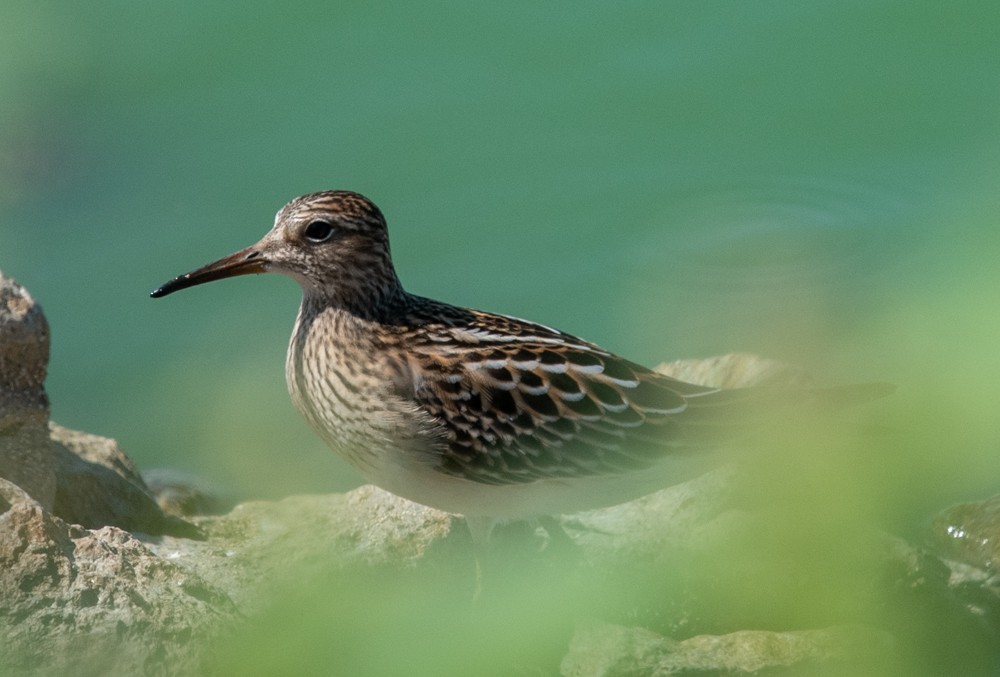 Pectoral Sandpiper - ML624052894