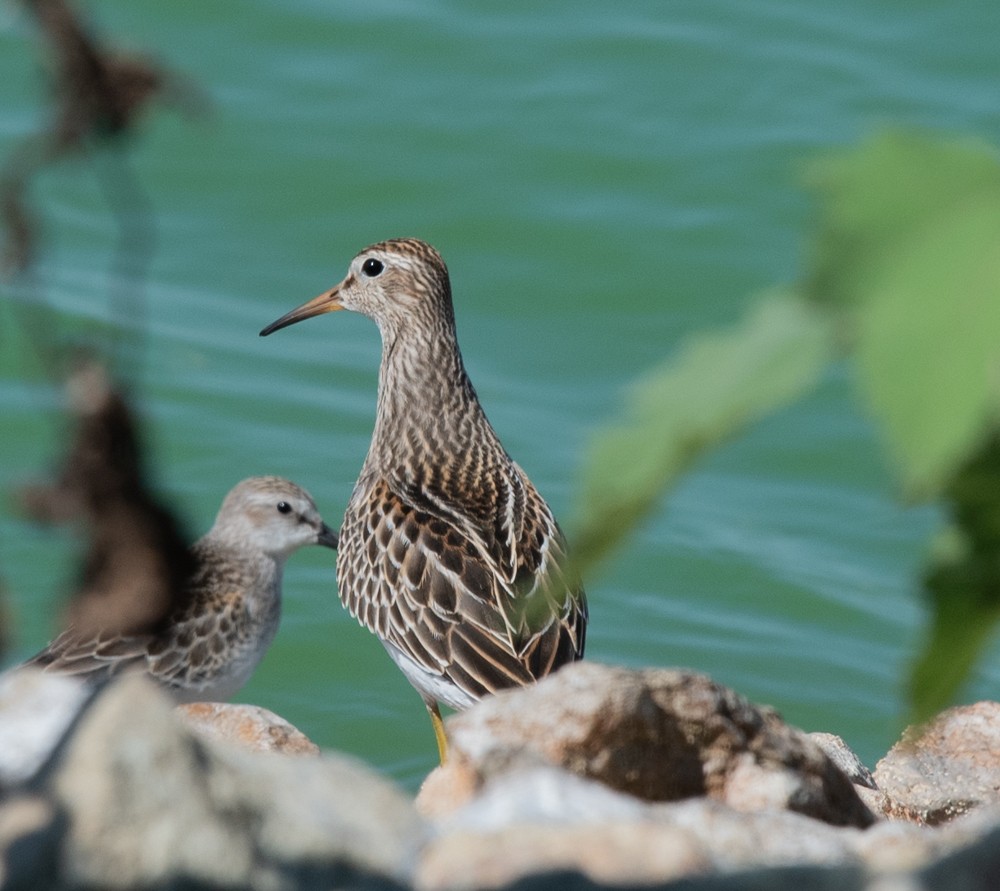 Pectoral Sandpiper - ML624052895