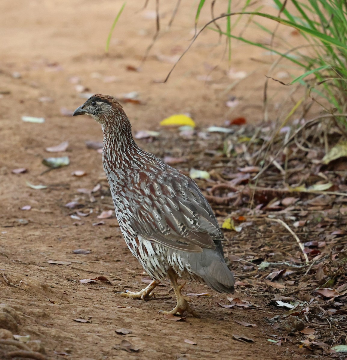 Erckel's Spurfowl - ML624052898