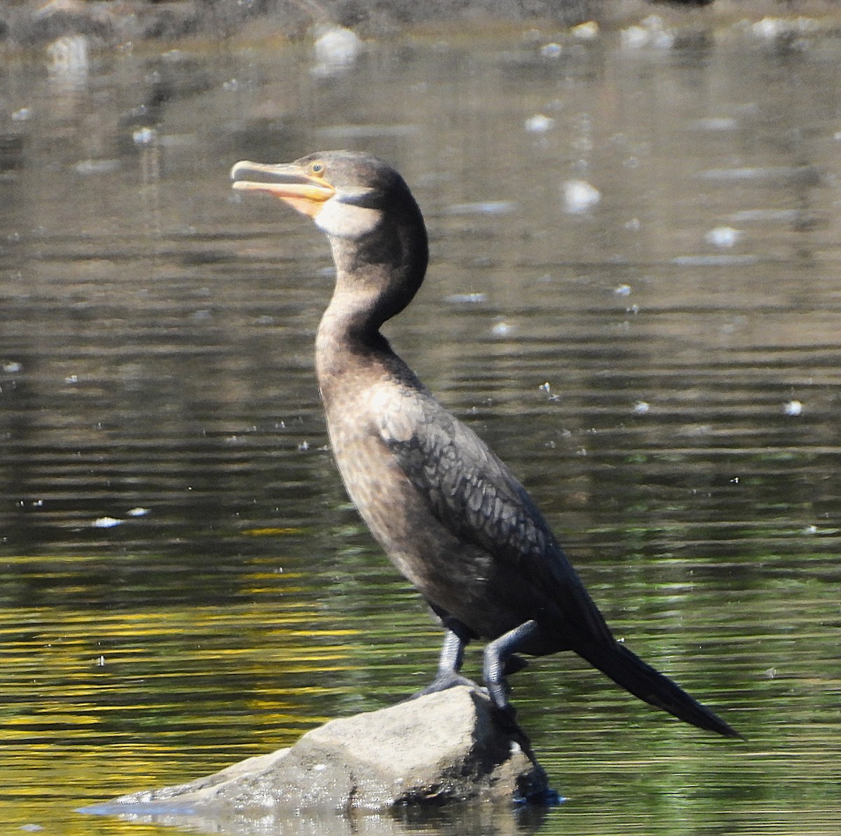 Neotropic Cormorant - ML624052899