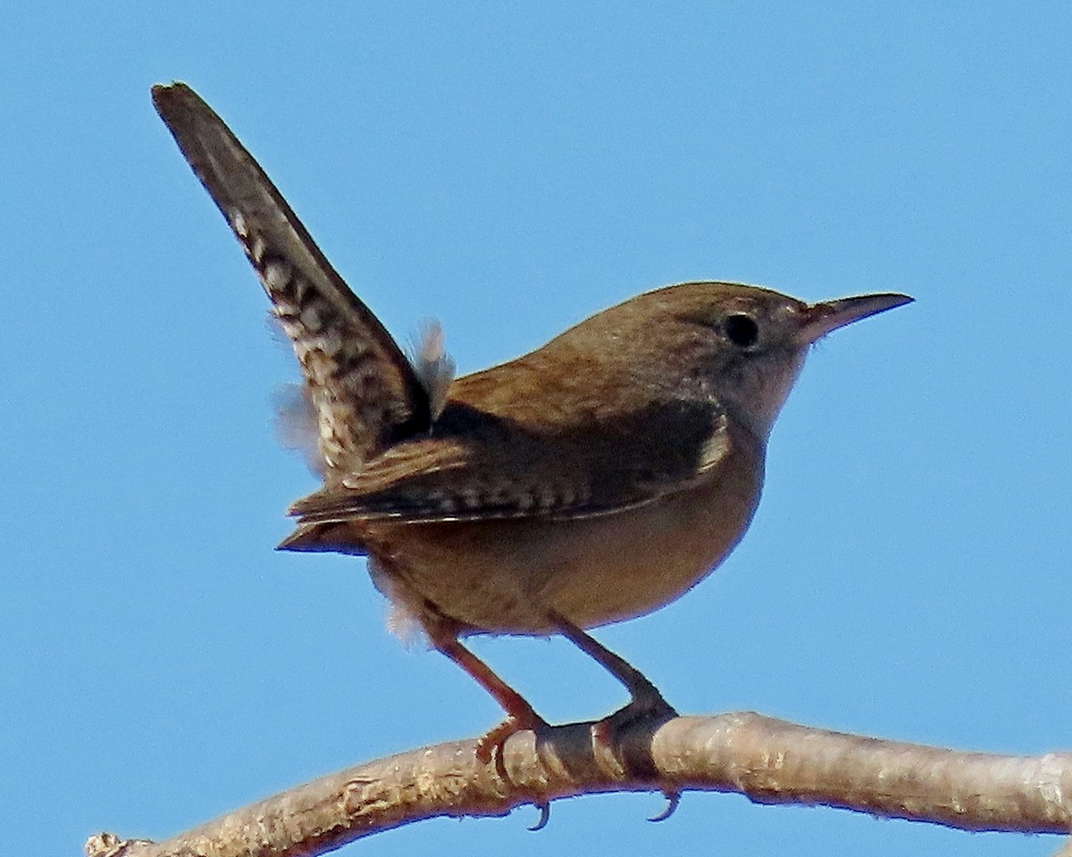 House Wren - ML624052902