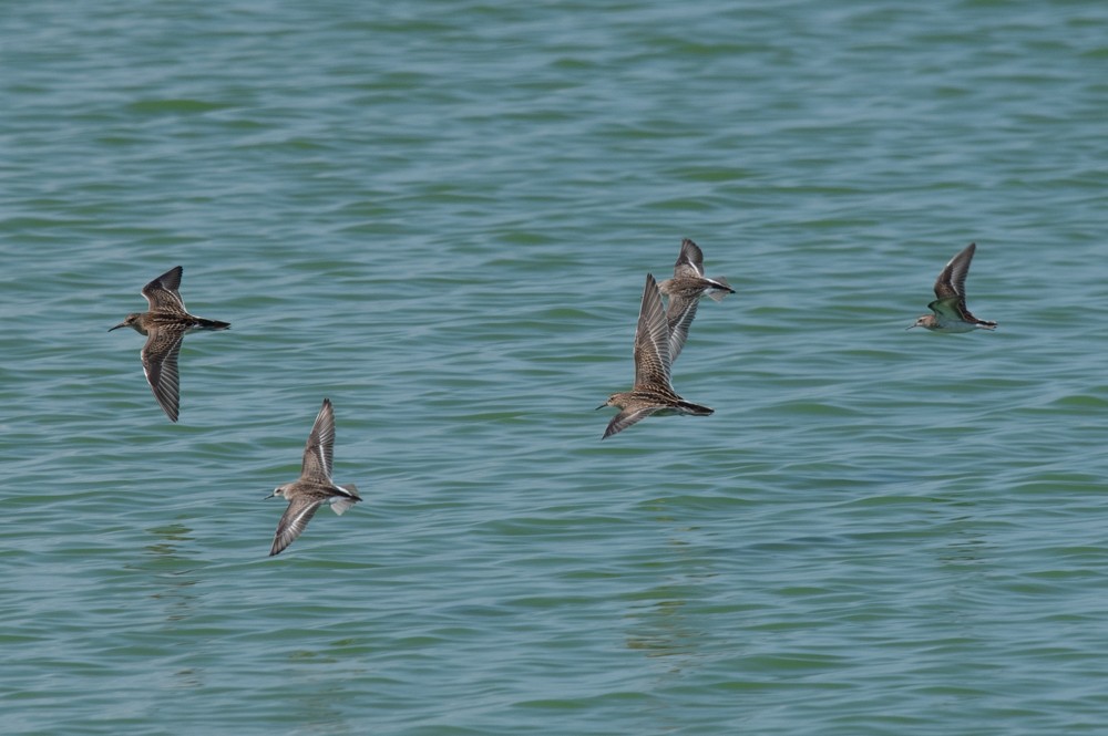 Semipalmated Sandpiper - Clive Harris