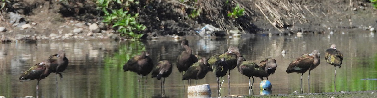 White-faced Ibis - ML624052908