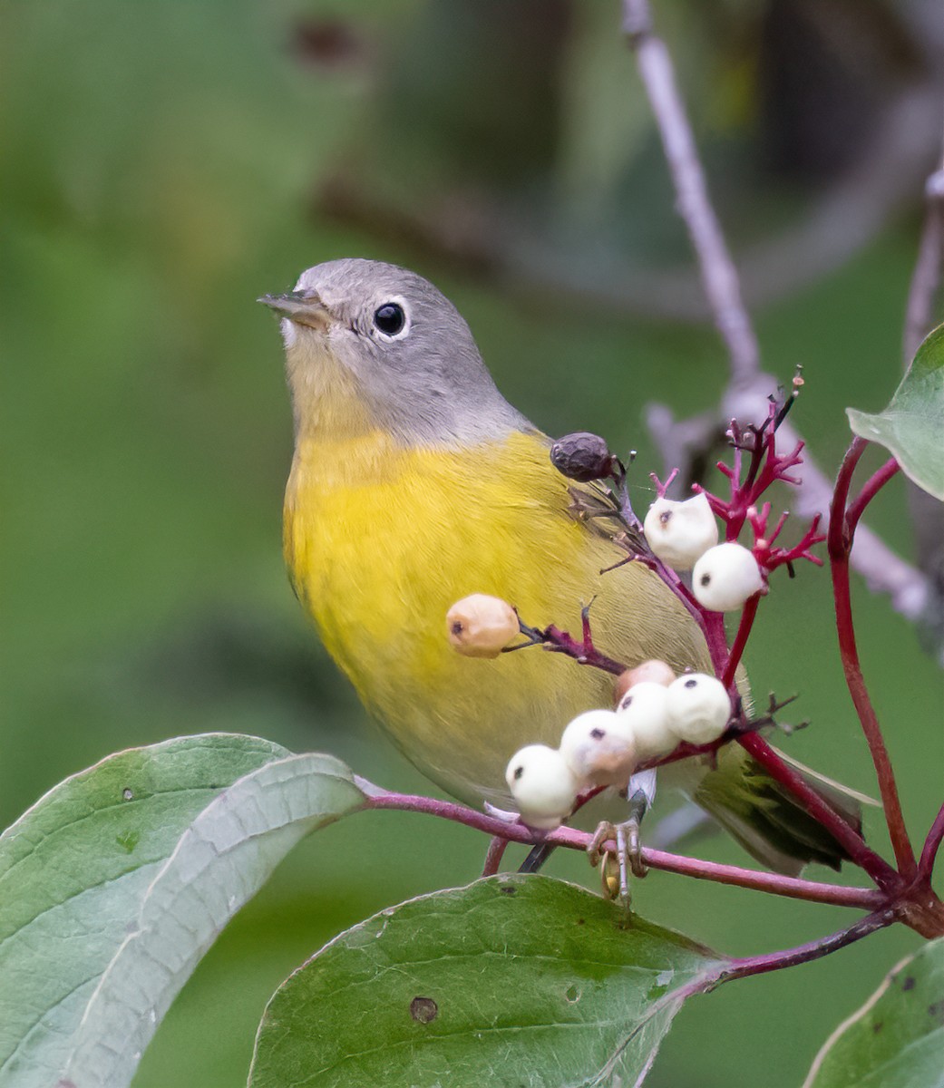 Nashville Warbler - ML624052910