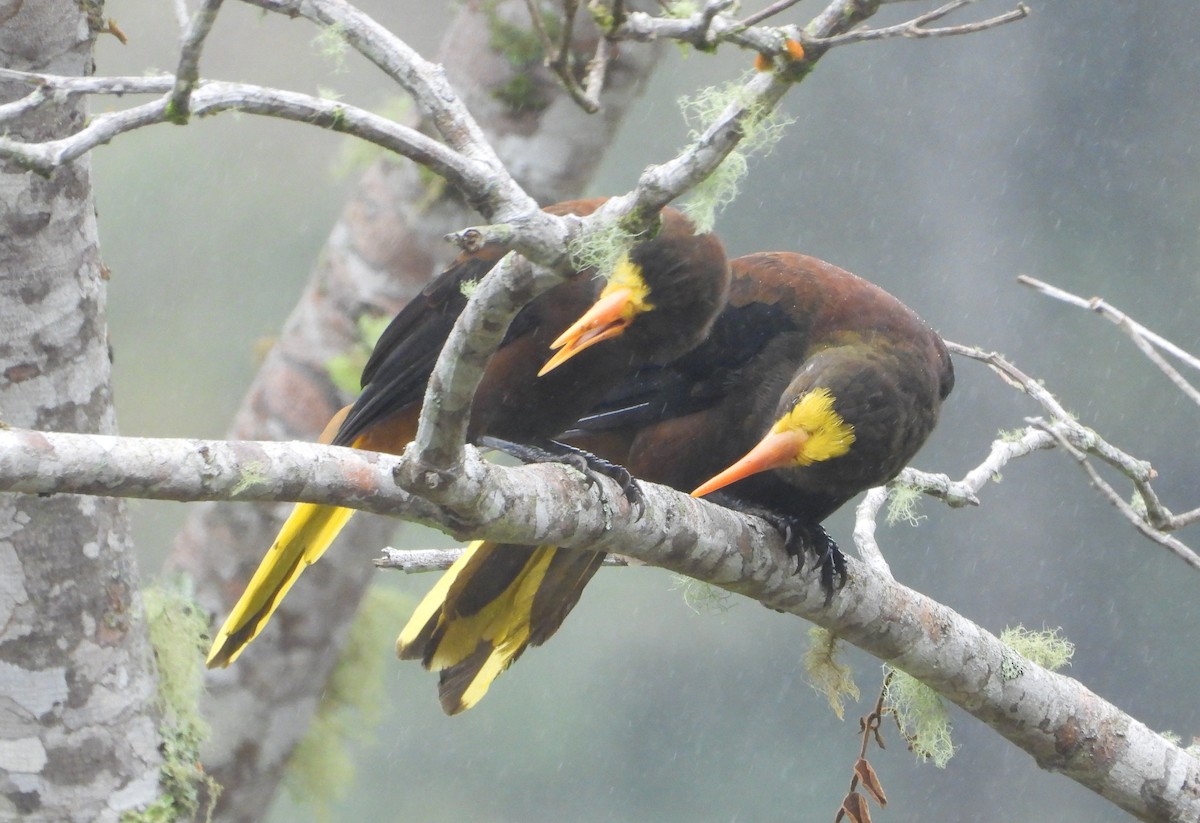 Russet-backed Oropendola - ML624052917