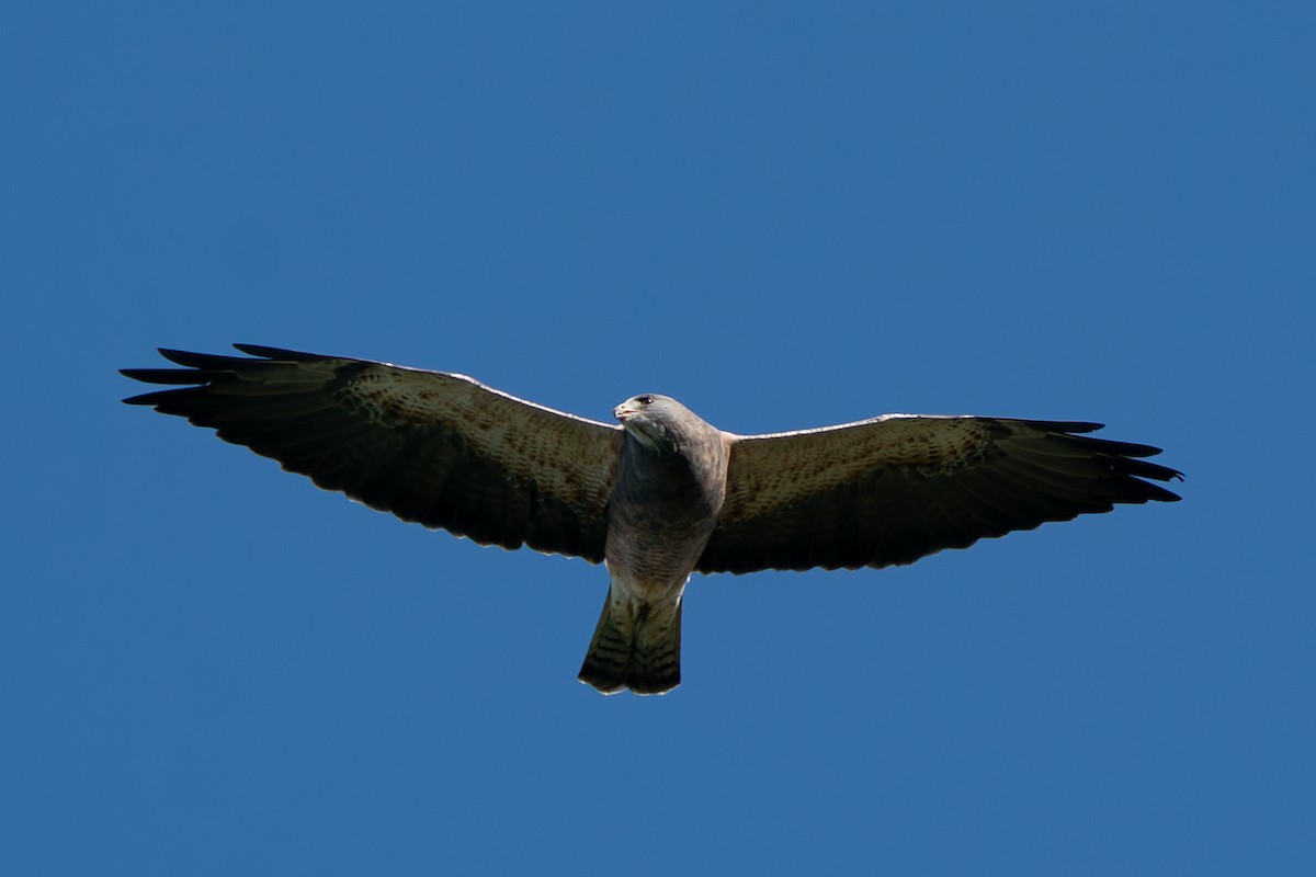 Swainson's Hawk - Matt Hoecherl