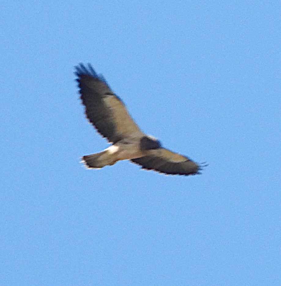 Swainson's Hawk - ML624052927