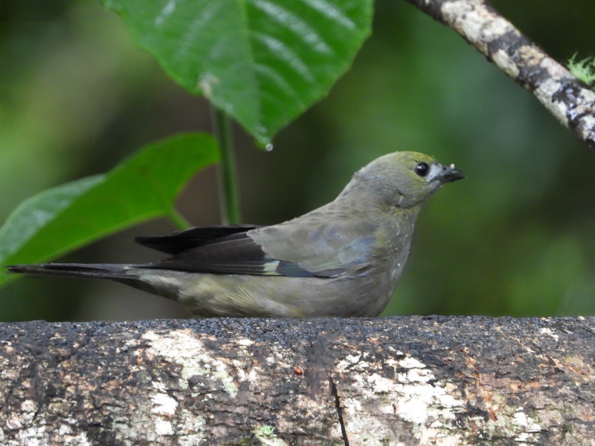 Palm Tanager - ML624052939