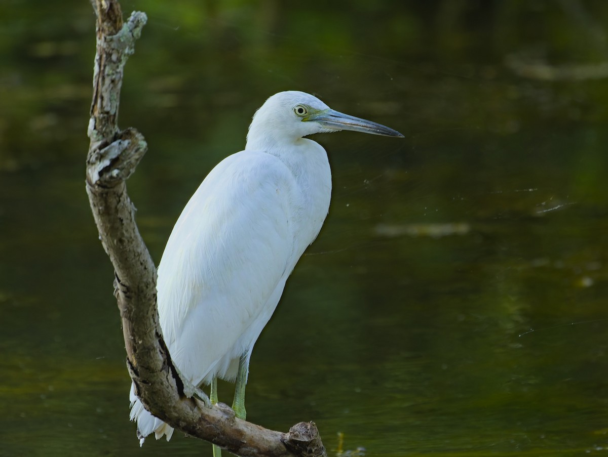 Little Blue Heron - ML624052945