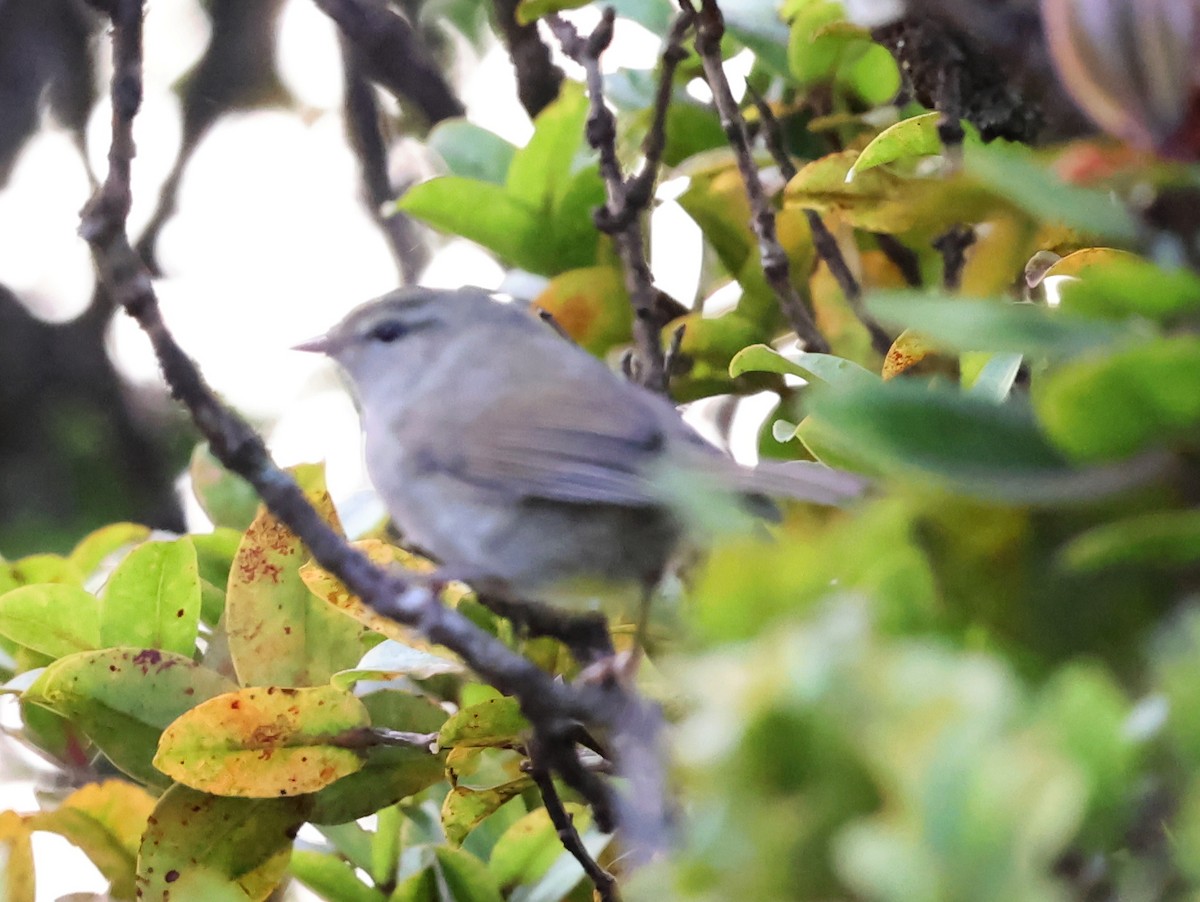 Japanese Bush Warbler - ML624052960