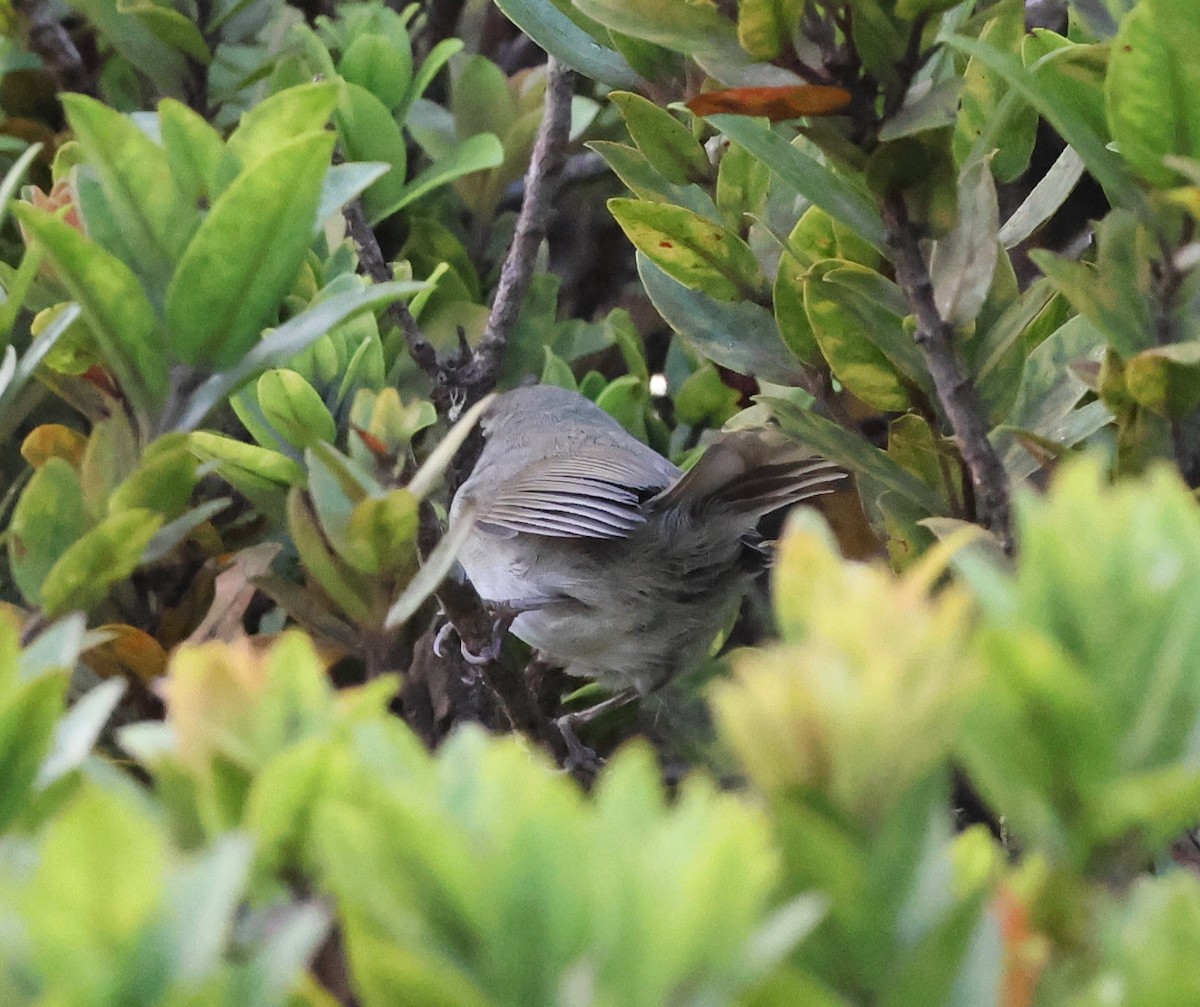 Japanese Bush Warbler - ML624052963