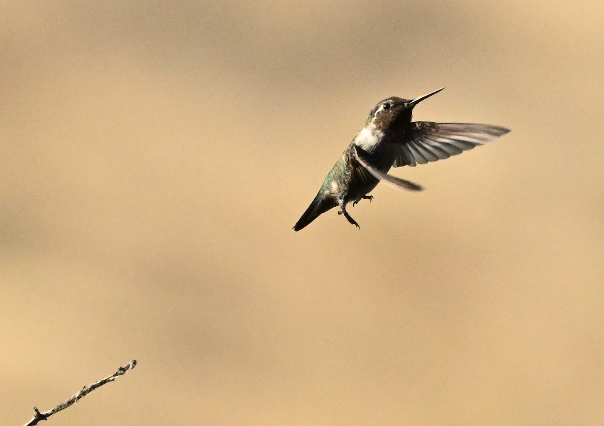 Anna's Hummingbird - ML624052981