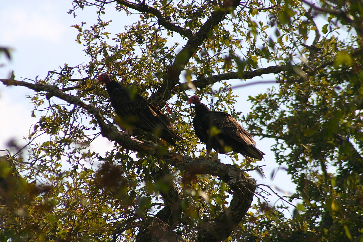 Turkey Vulture - ML624052991