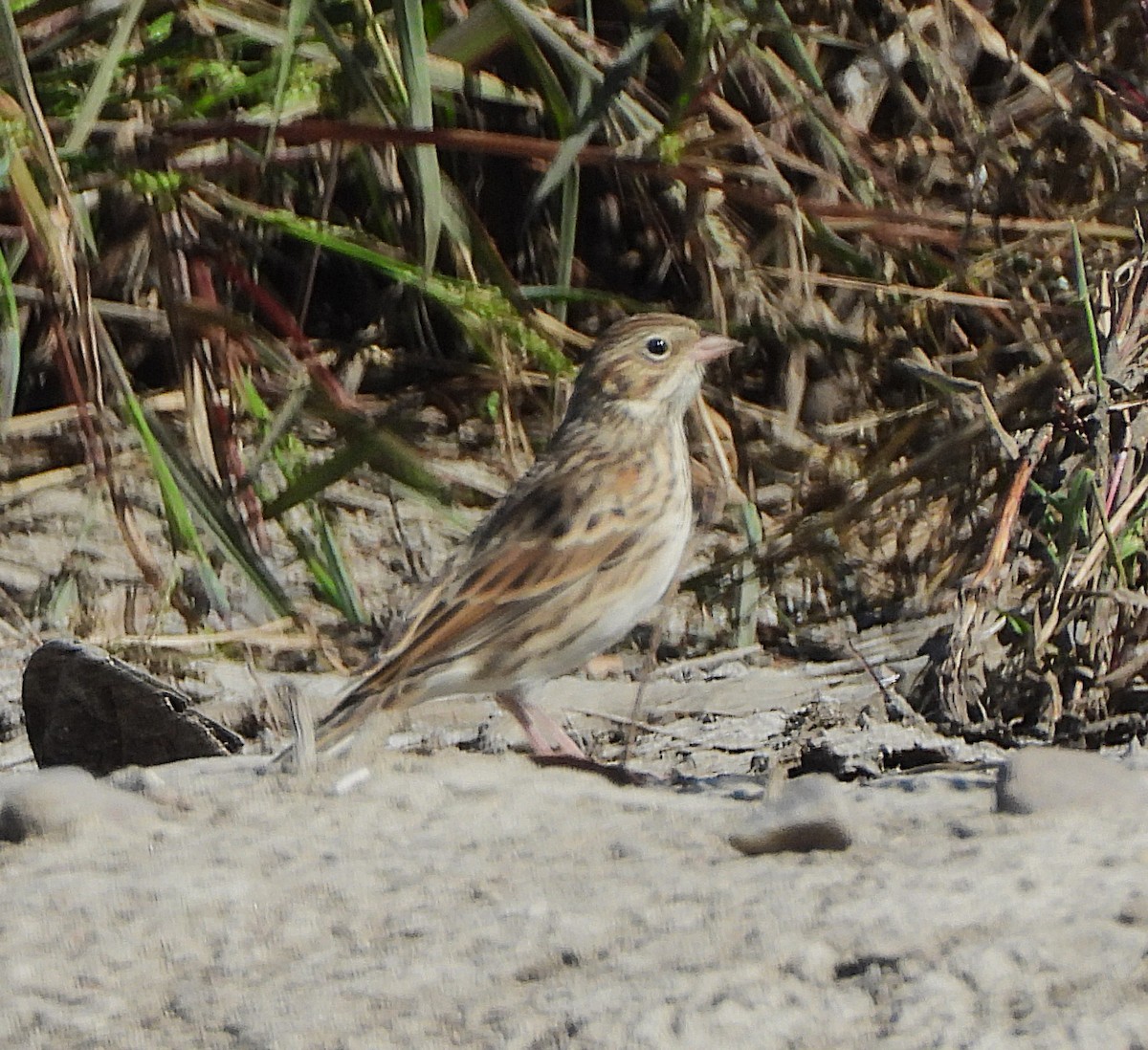 Brewer's Sparrow - ML624053001