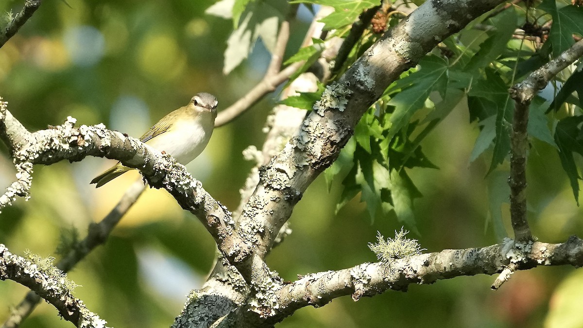 Red-eyed Vireo - ML624053002