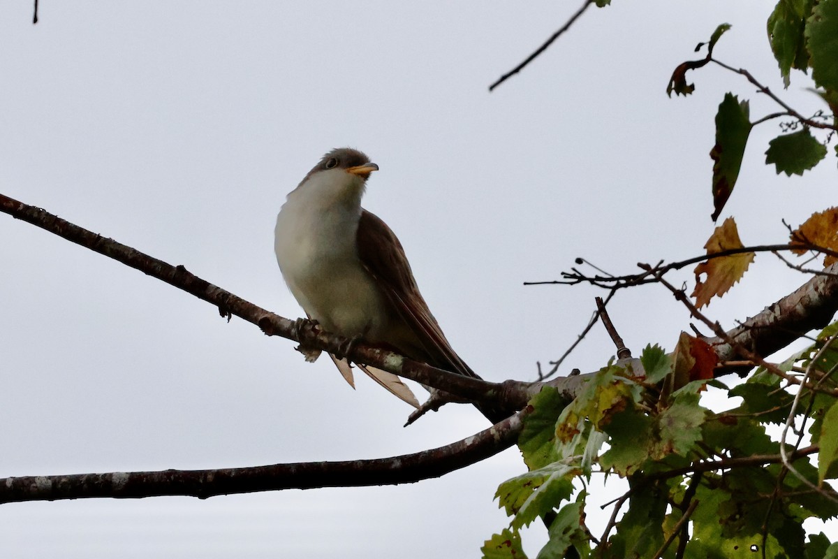 Yellow-billed Cuckoo - ML624053003