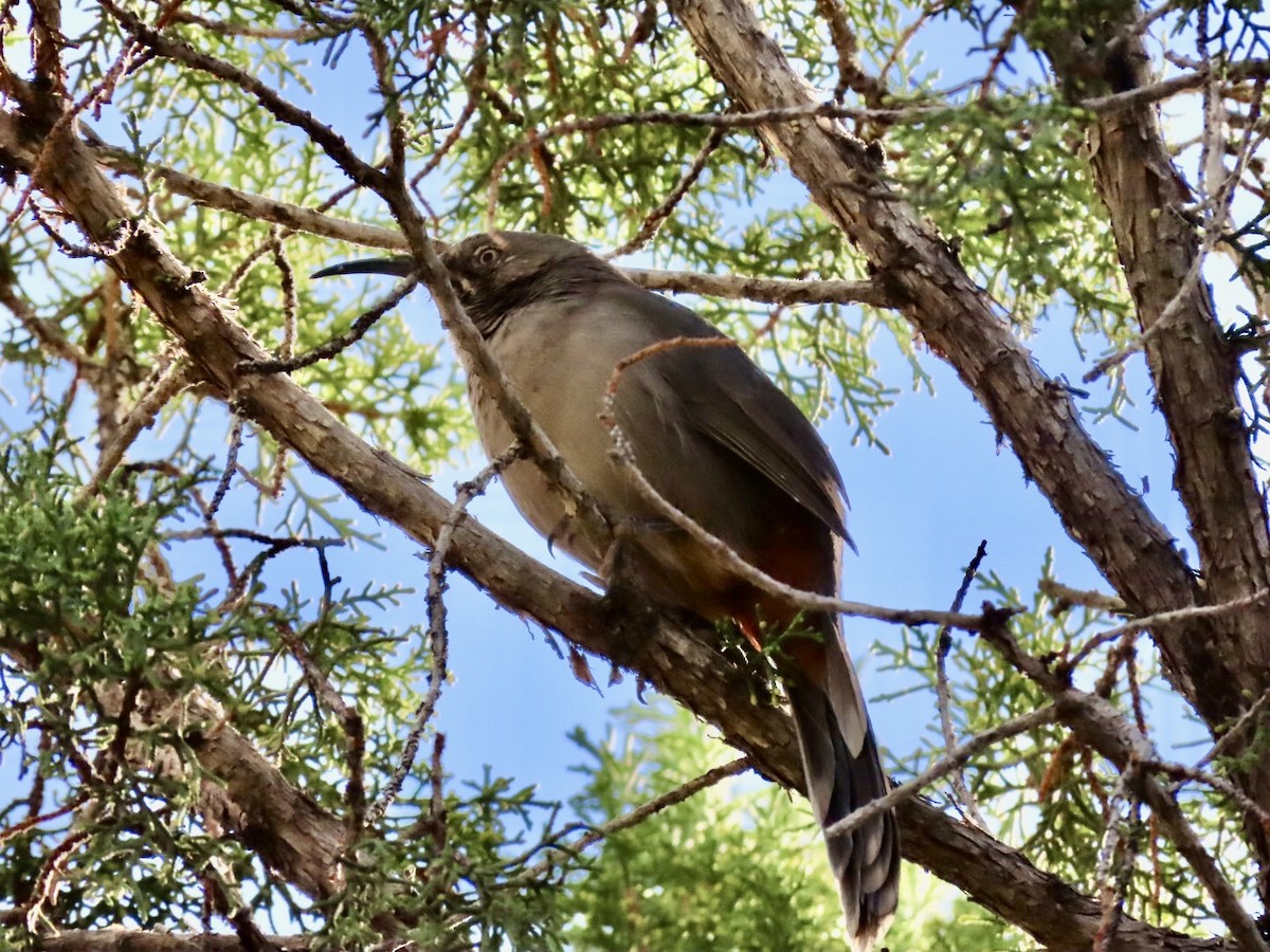 Crissal Thrasher - ML624053004