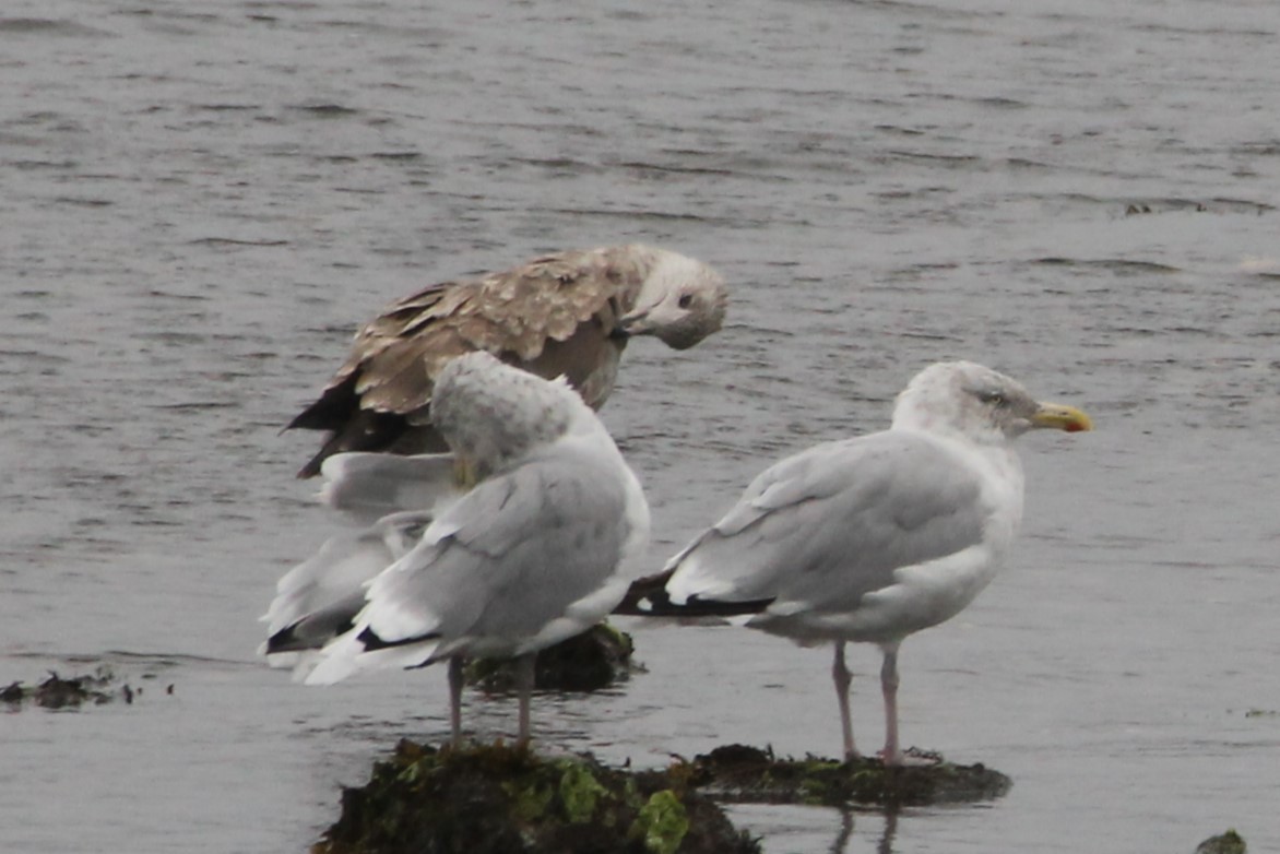 Herring Gull - ML624053009