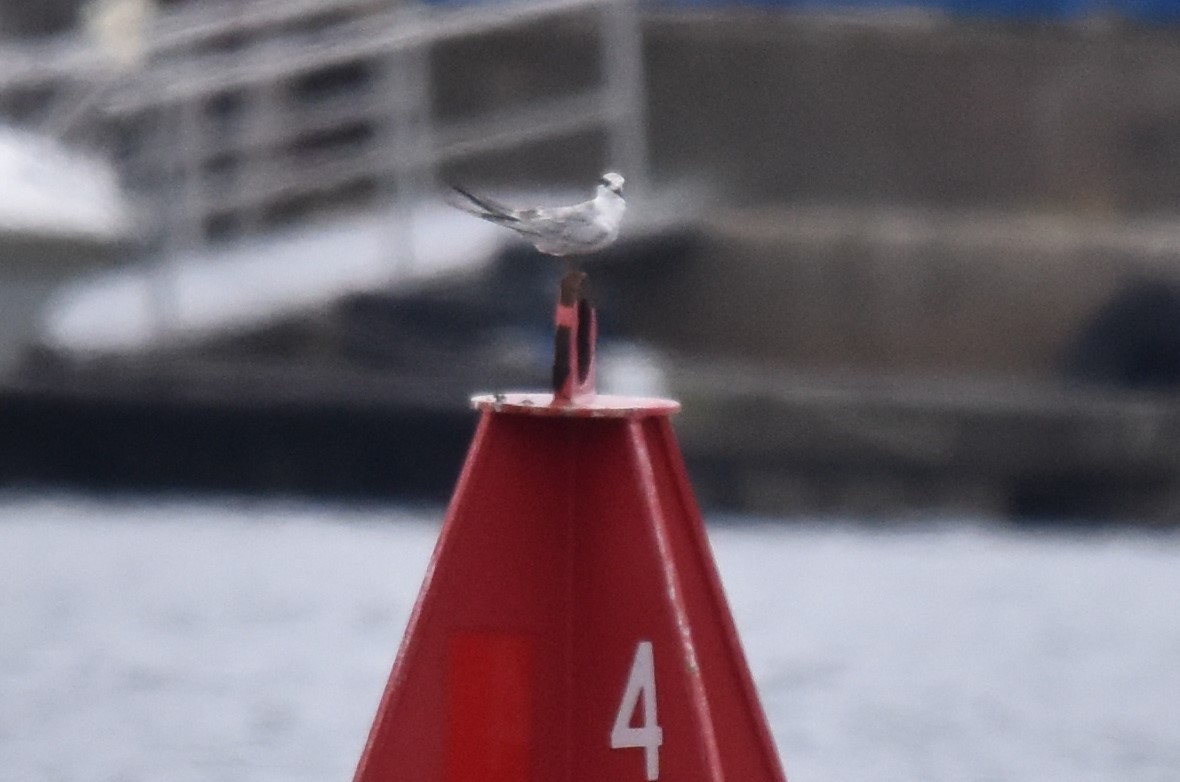 Forster's Tern - ML624053011