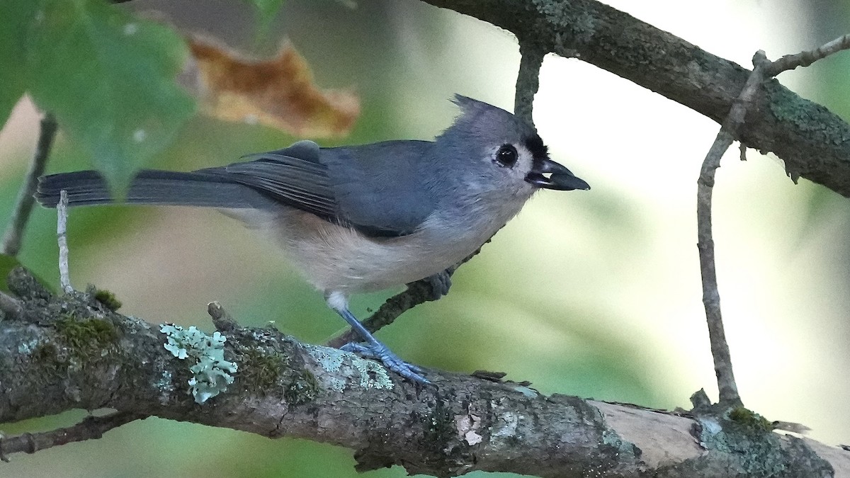 Tufted Titmouse - ML624053018