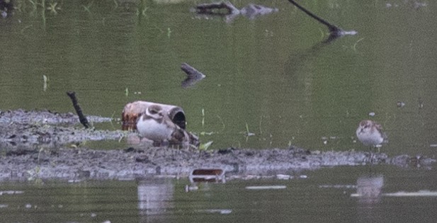 Semipalmated Plover - ML624053020