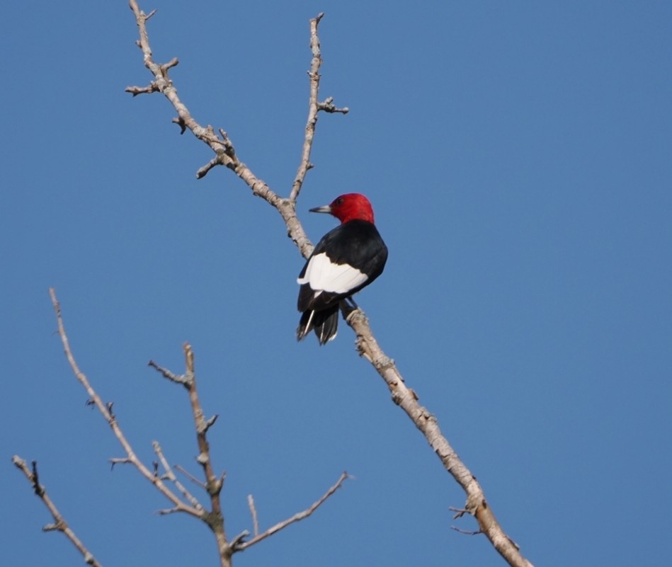 Red-headed Woodpecker - David Henk