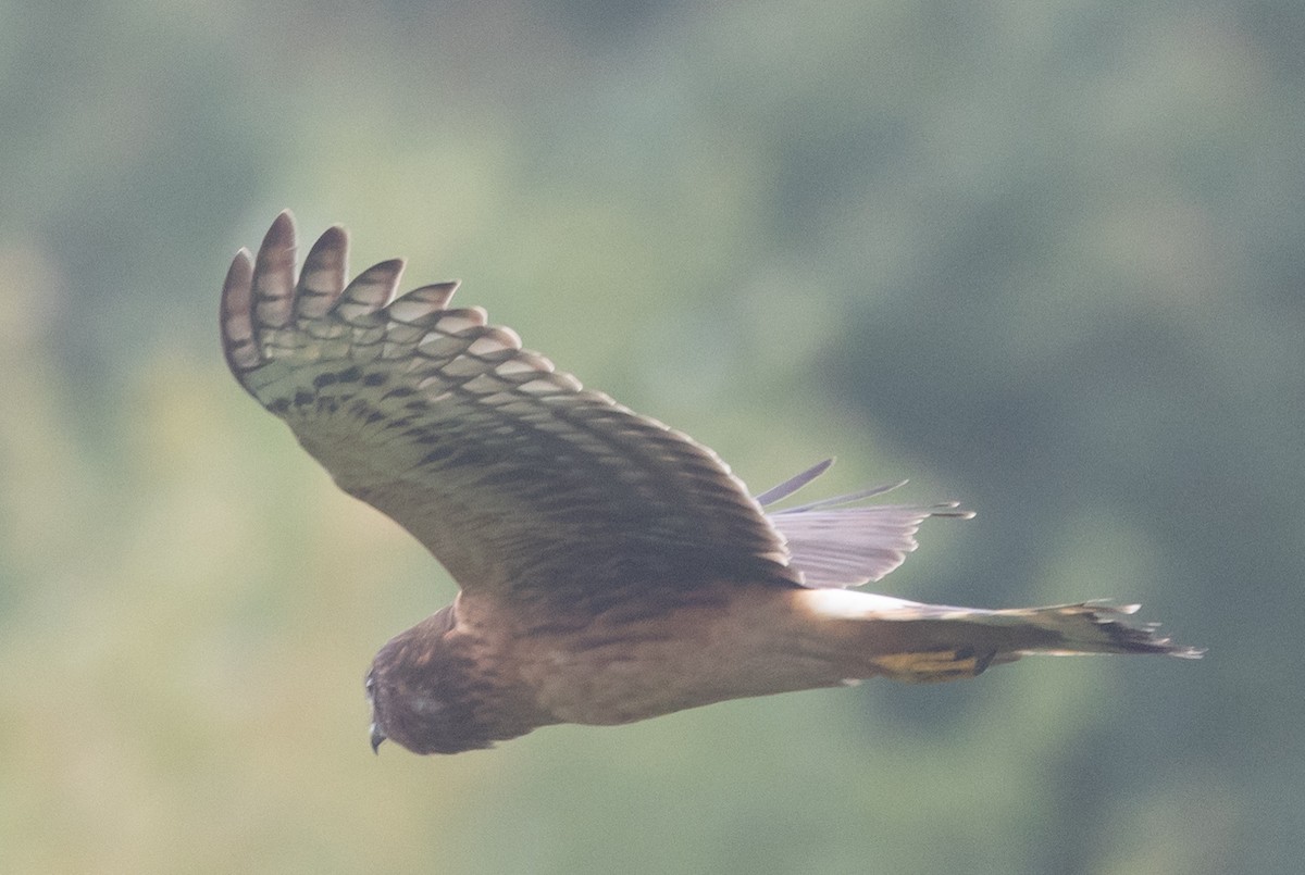 Northern Harrier - ML624053030