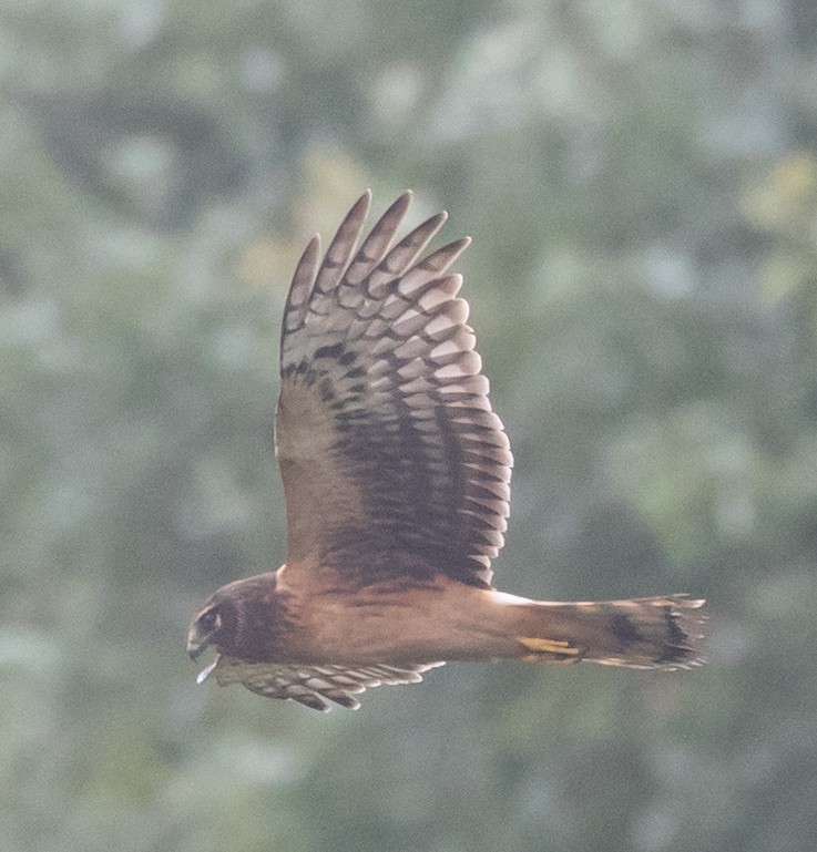 Northern Harrier - ML624053031