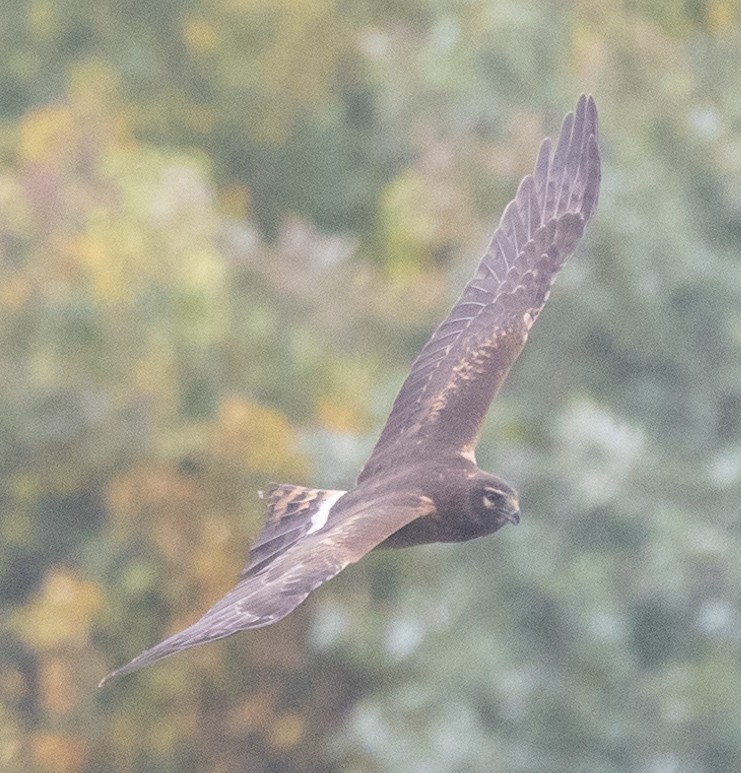 Northern Harrier - ML624053032