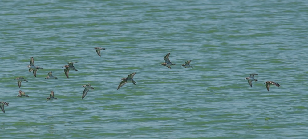 Pectoral Sandpiper - ML624053047