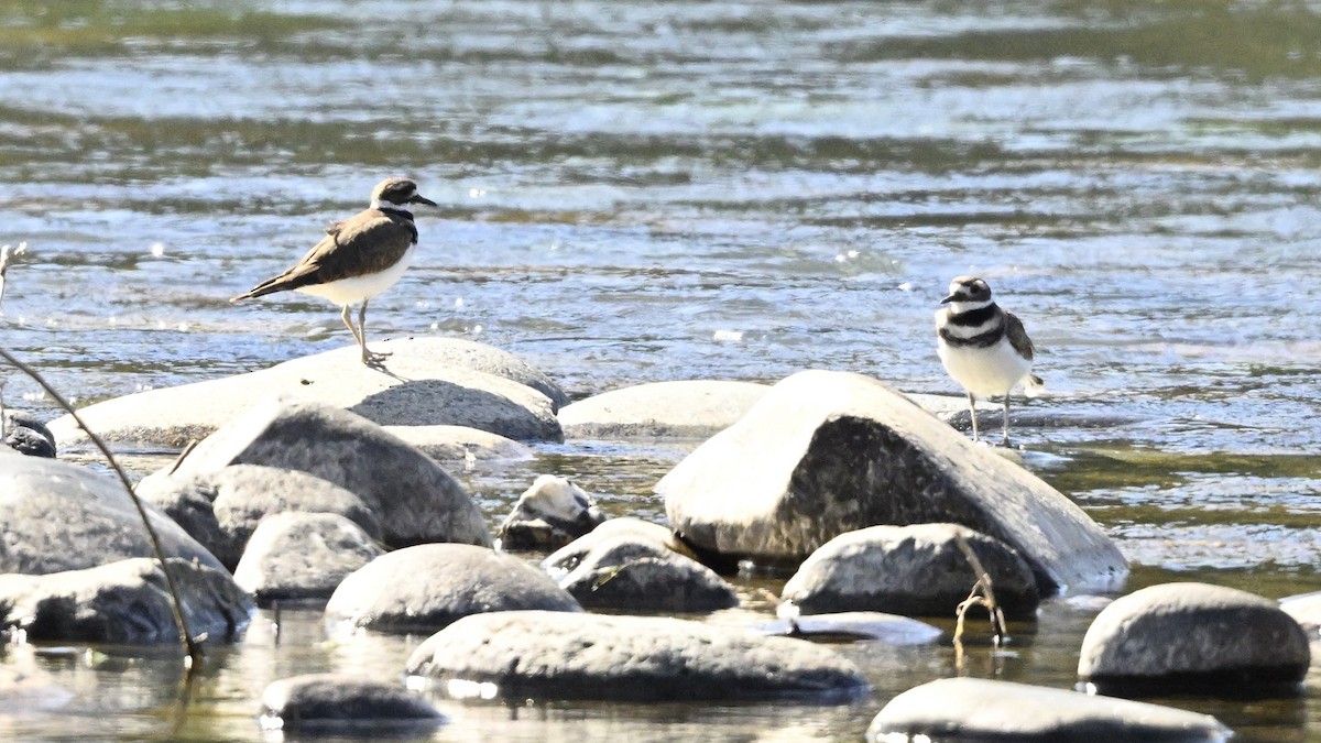 Killdeer - Larry Jordan