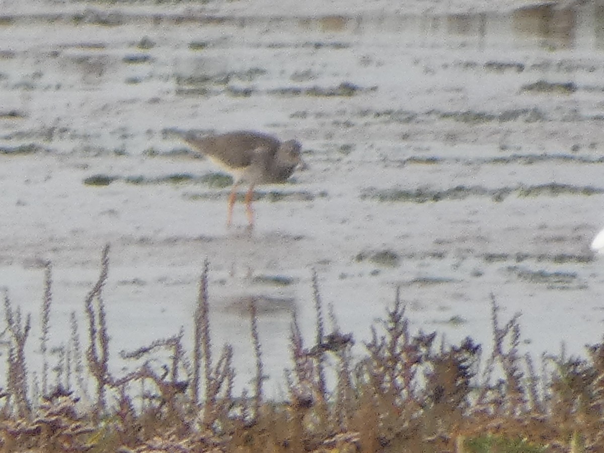 Common Redshank - ML624053063