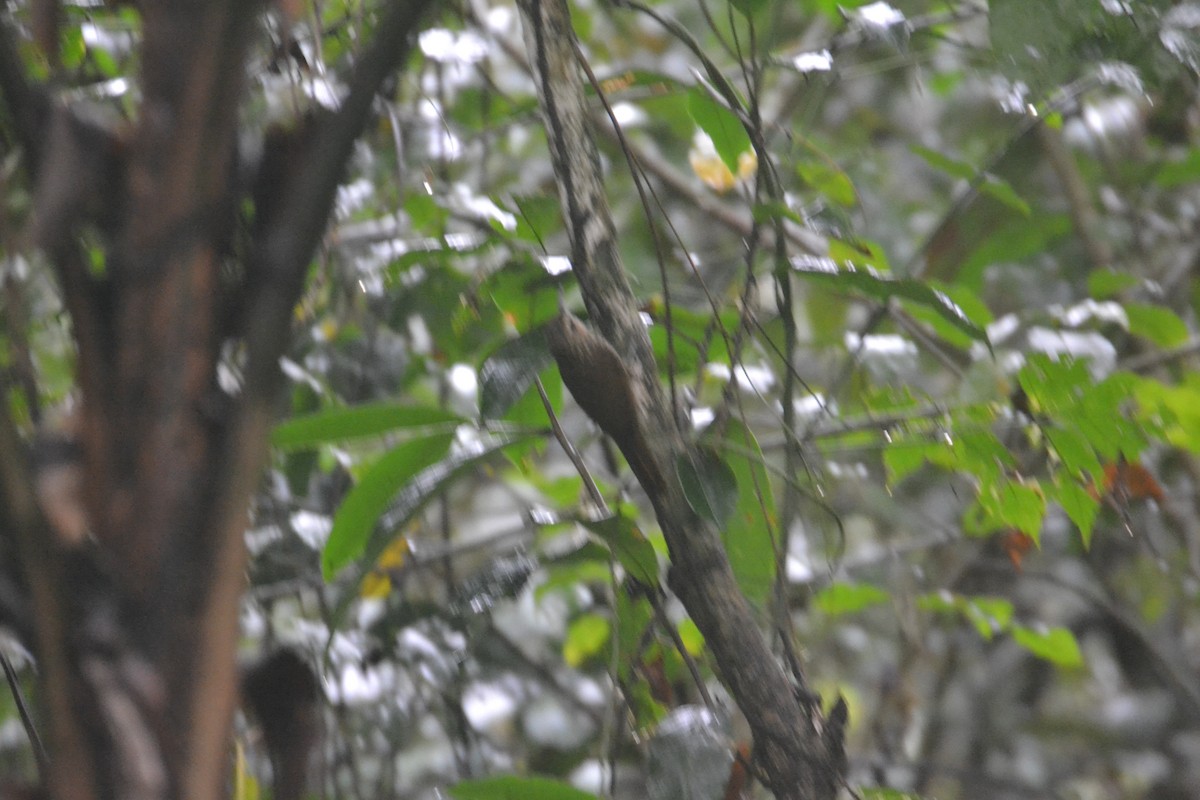 Lesser Woodcreeper - Melissa Alves