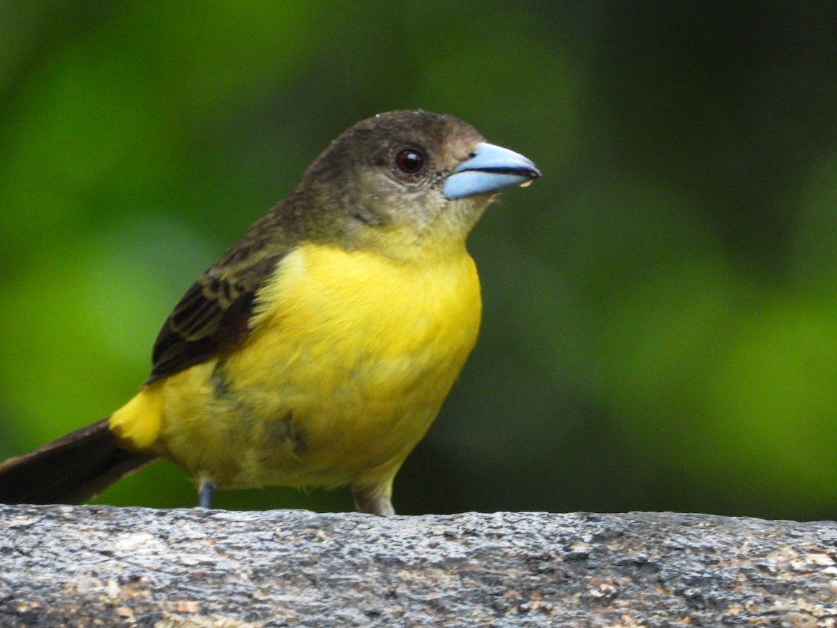 Flame-rumped Tanager - ML624053086