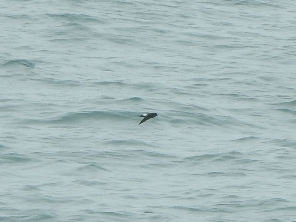 Wilson's Storm-Petrel - ML624053091