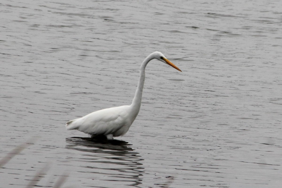 Great Egret - Martha Huestis