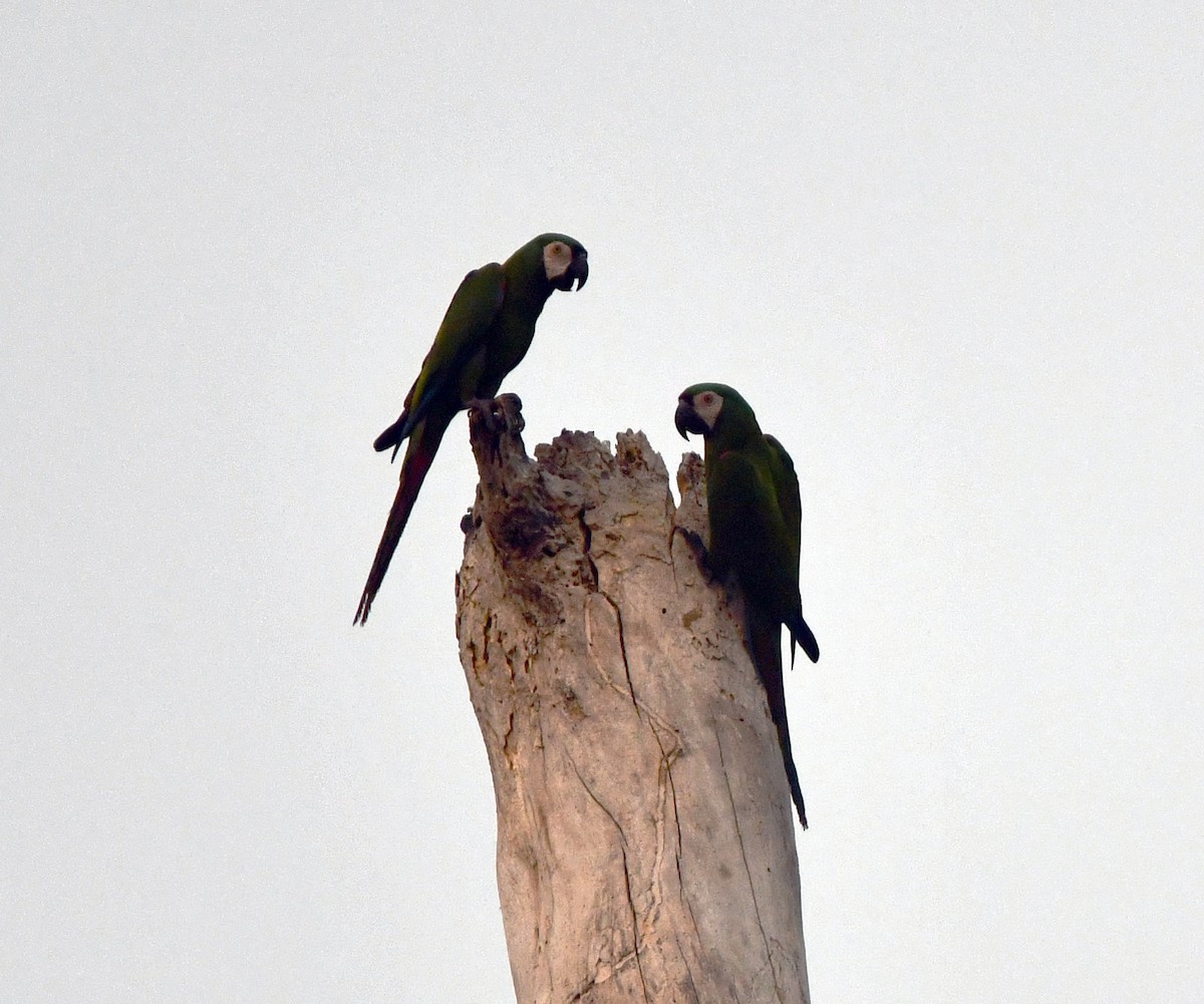 Chestnut-fronted Macaw - ML624053105