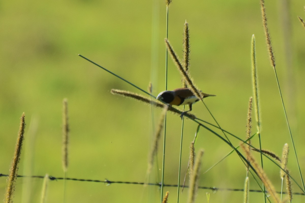 Chestnut-breasted Munia - ML624053124