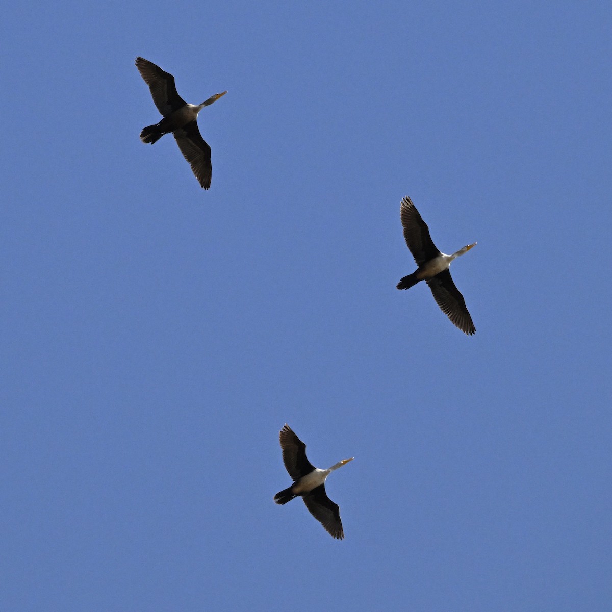 Double-crested Cormorant - ML624053137