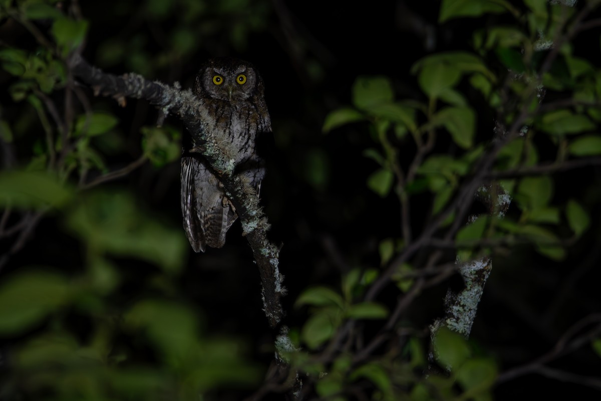 Koepcke's Screech-Owl - ML624053143