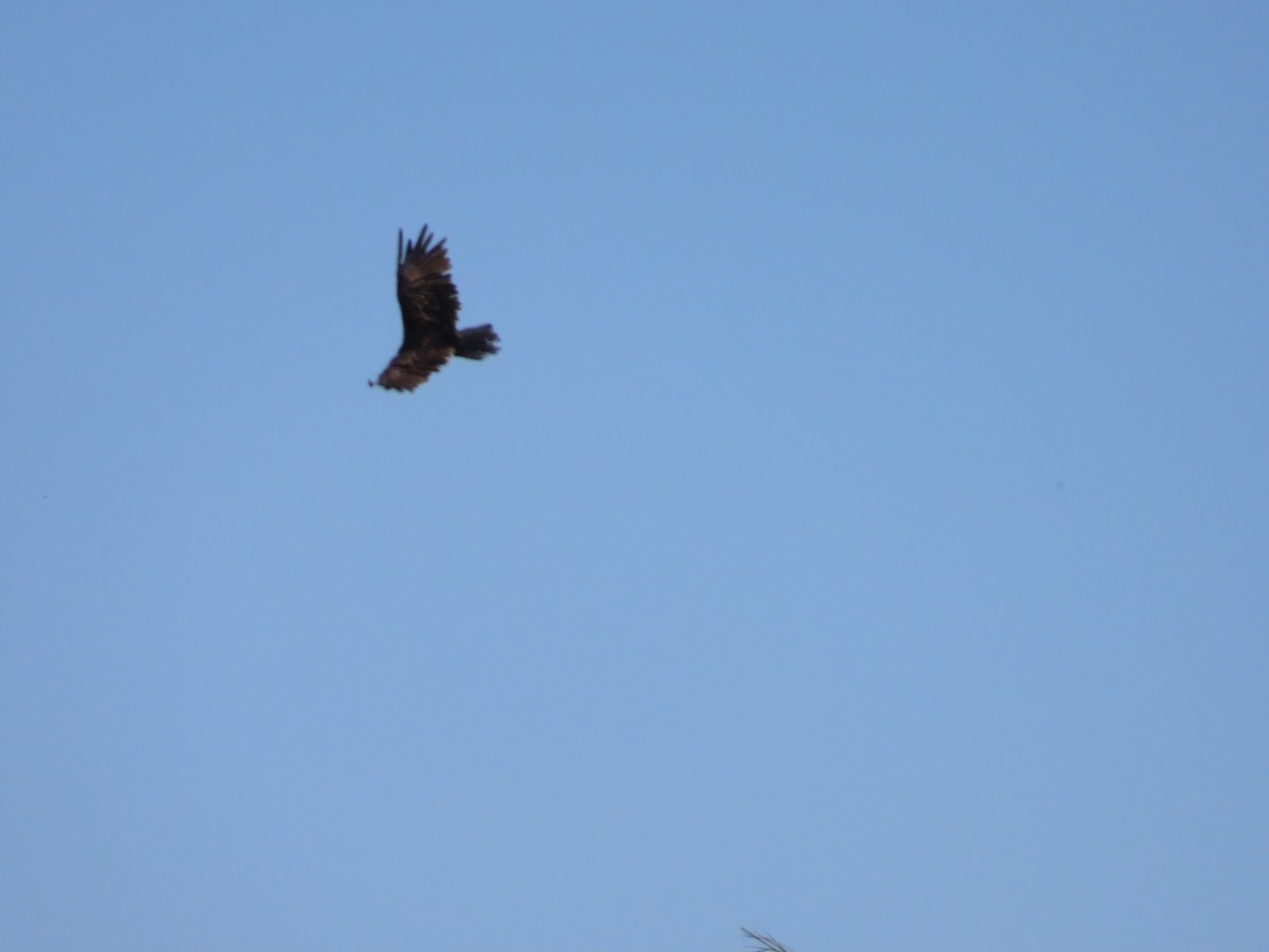 Turkey Vulture - Martha Pallin