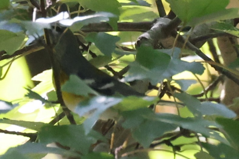 Northern Parula - Kathy Richardson