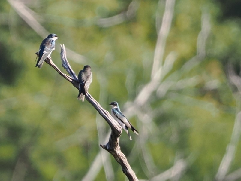 Tree Swallow - ML624053149